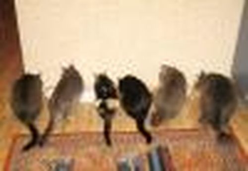 Домашние антидепрессанты