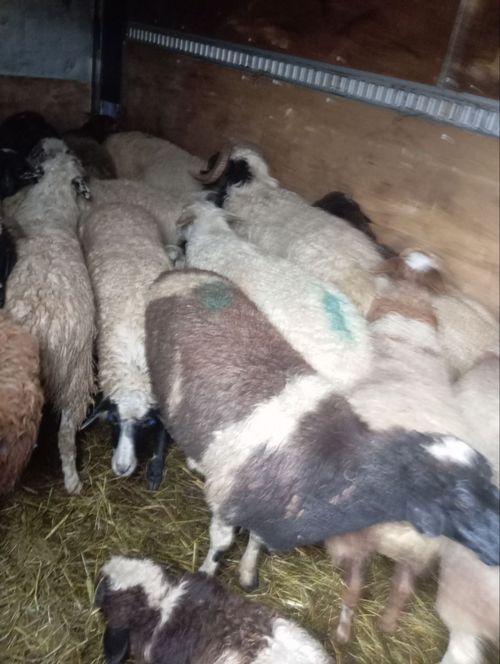 В Туве пресечена незаконная перевозка мелкого рогатого скота в Забайкальский край