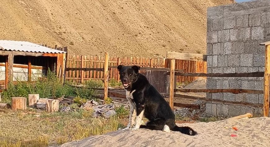 Тыва дылда ыт аттары: Көстүк, Мойнак, Ак-Төш…