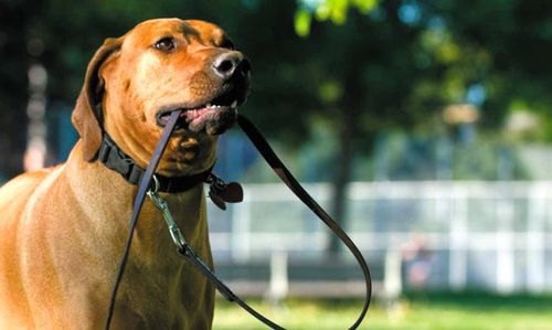 В Туве за собаку, отпущенную «погулять», штраф до 100 тысяч рублей