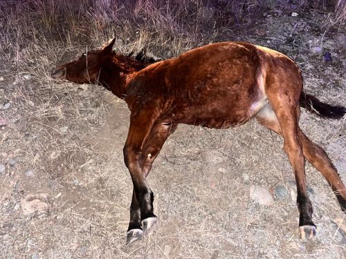 Опасные животные