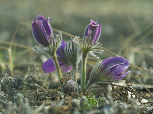 ХЕК-ДАВАННАР