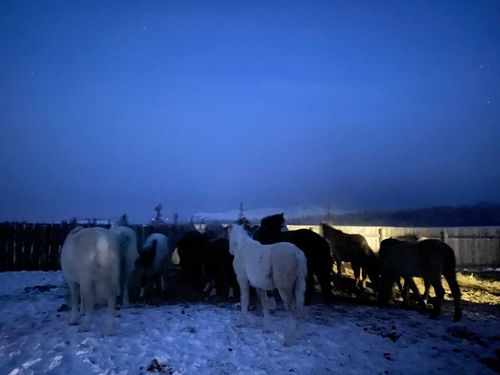 В Туве украденных лошадей нашли с помощью квадрокоптера