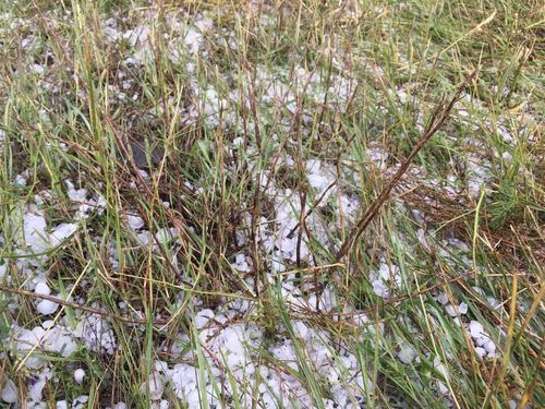 В Улуг-Хемском районе Тувы градом побило 685 гектаров посевных полей