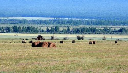 В Туве от засухи погибли посевы на 12 тысячах гектаров