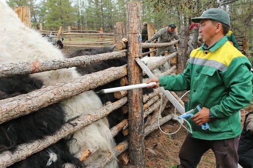 Тывада бода малдың сезен ажыг хуузун ящурга удур тараан