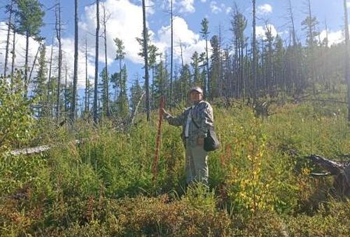 В Туве утвердили объемы и план-график мониторинга лесов на 2025 год