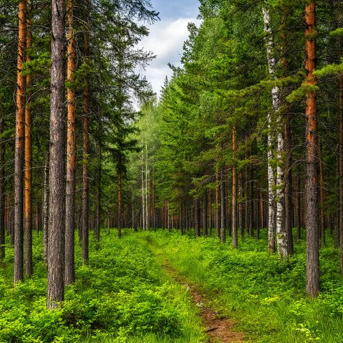 В Туве в рамках акции «Сохраним лес» высадят более 2,6 млн деревьев