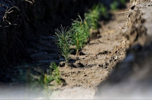 Тывада арга-арыг участоктарын хөлезилеп турарлар арга-арыгны катап тургузар хүлээлгелерин күүседип турар