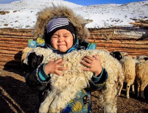 В Туве сосредоточиваются на проходящей окотной кампании