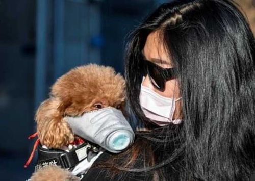 Передается ли COVID-19 от животных к людям и наоборот?