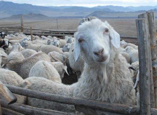 В Туве завершается окотная кампания