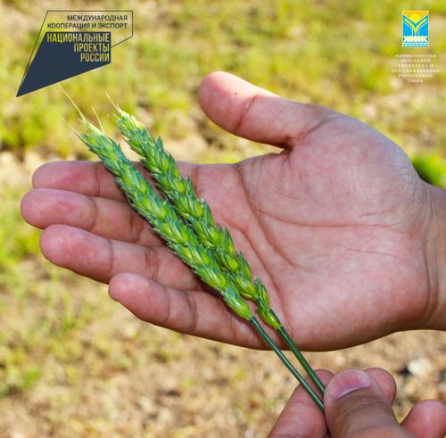 В Туве за пять лет по нацпроекту восстановили более 2000 га оросительных систем