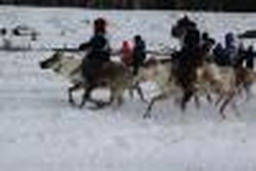 Поголовье оленей будет расти!