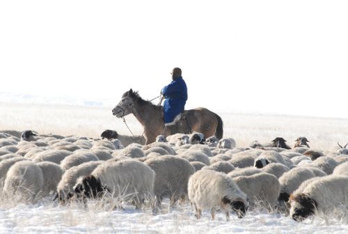 Мягкая зима для скота