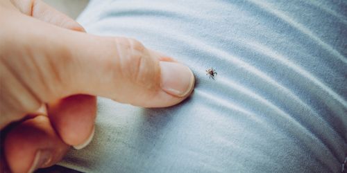 В Туве зарегистрировано 23 случая присасывания клещей