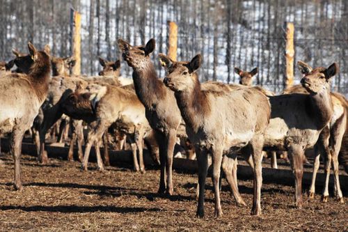 Мараловодческое хозяйство «Туран» с начала года посетили 3077 туристов