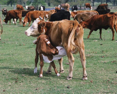 Инек — буянныг малывыс