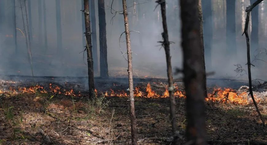 В Туве за сутки ликвидировано 15 лесных пожаров на общей площади 1244 га