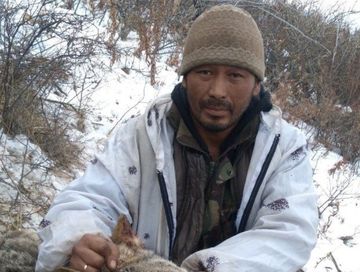 В Туве зафиксирован случай нападения волков на домашний скот