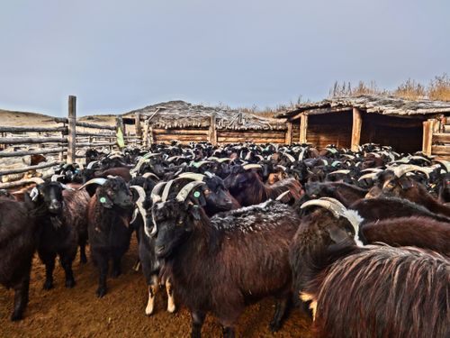 Кашемировые козы