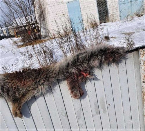 В Кызыле живодеры расправились с собакой 