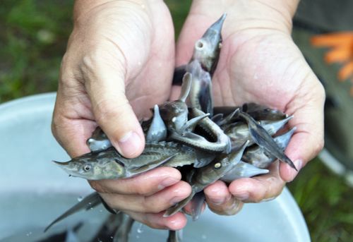 УЛУГ-ХЕМНИҢ БАЛЫЫН КӨВҮДЕДИР