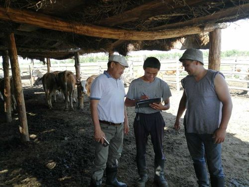 В Туве 20 голов крупного рогатого скота получил новый участник губернаторского проекта «Кыштаг для молодой семьи» 