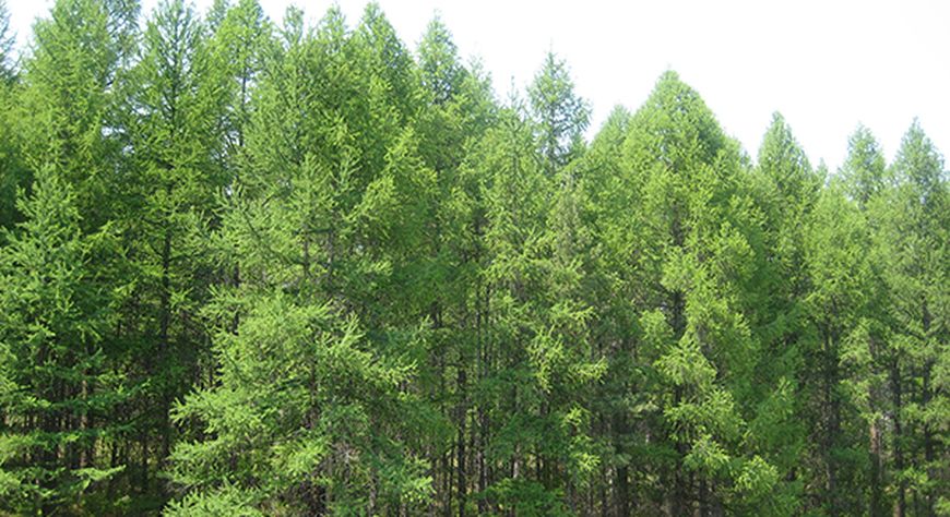 В лесах Тувы определили сроки начала вегетационного периода
