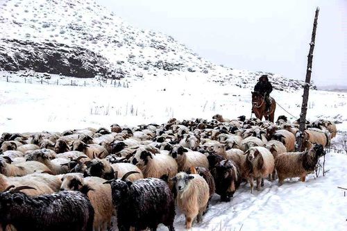 Криминал Тувы навострил уши на «губернаторских» овец