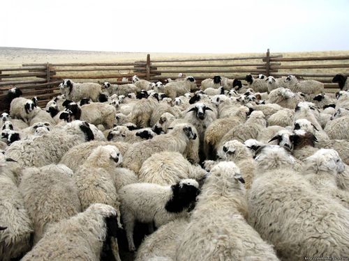 Фермерские хозяйства Тувы, которые занимаются племенным животноводством, получат около 50 млн. рублей