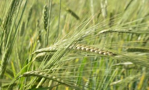 О ХОДЕ КОРМОЗАГОТОВИТЕЛЬНОЙ КАМПАНИИ В РЕСПУБЛИКЕ