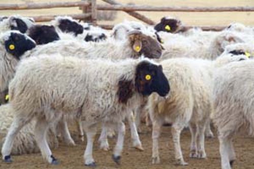 В Туве рассматривается возможность создания Центра селекционно-племенной работы