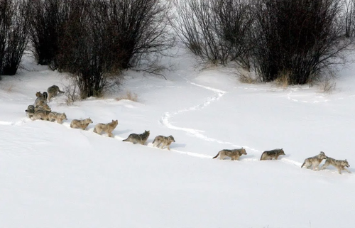 В Туве бригады охотников продолжают следить за численностью волков
