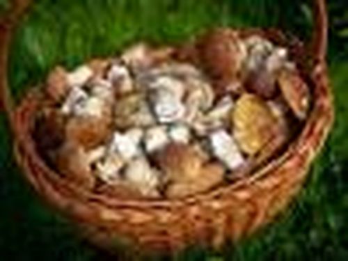 Осторожно, грибы!