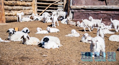 Август айда байырлаар бис