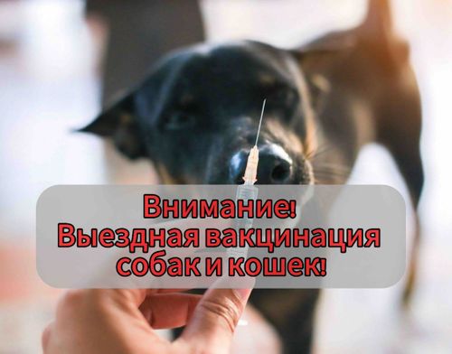 До 16 ноября в Кызыле работает передвижная лаборатория для вакцинации домашних животных