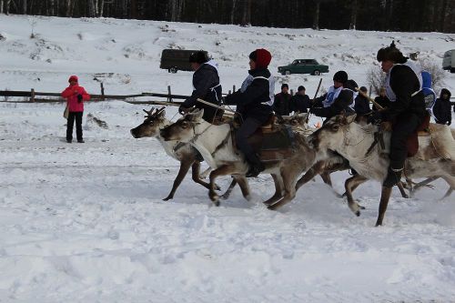 В Тодже  одновременно готовятся и к Шагаа, и к фестивалю оленеводов