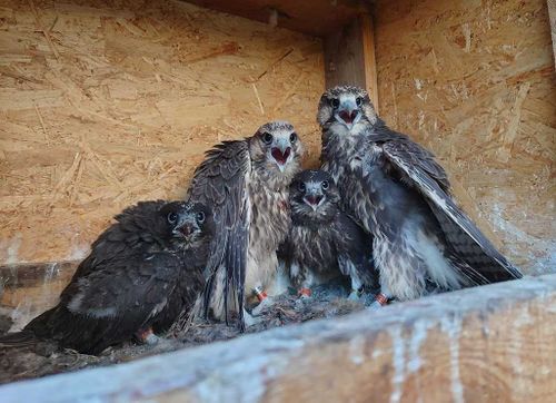 В Туве чужих птенцов не бывает: В гнезда соколов-балобанов высадили московских птенцов