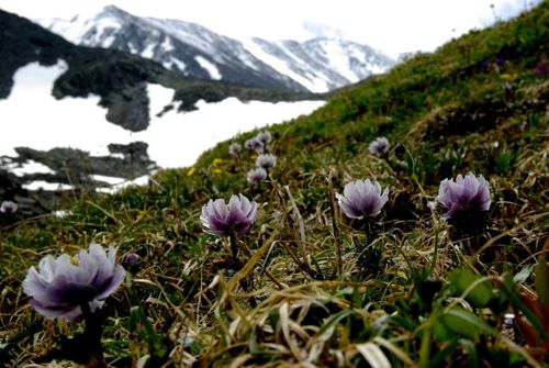 Чогаал арны