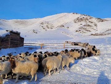 Глава Тувы рассказал об уточнении поголовья скота в республике