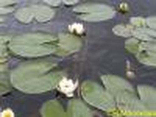 Государственный природный заповедник «Азас»