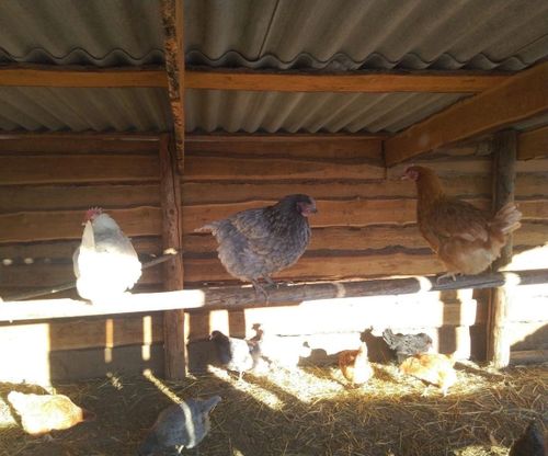 Чаңгыс чер-чурттугларынга дагаа чуургаларын садып