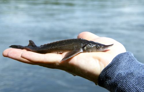 В Енисей 13 июля выпустили 72 376 мальков краснокнижной стерляди