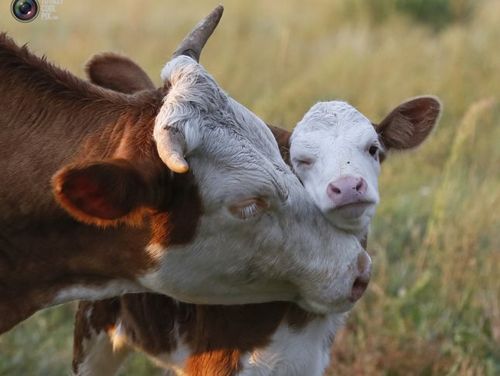 "КОРОВА-КОРМИЛИЦА" ДЛЯ 498 СЕМЕЙ ТУВЫ