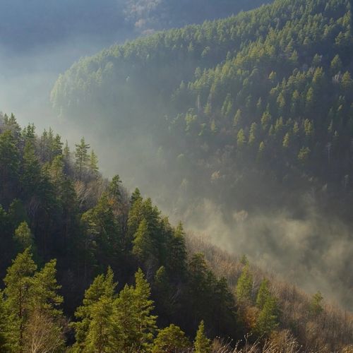 18 сентября – День работников леса