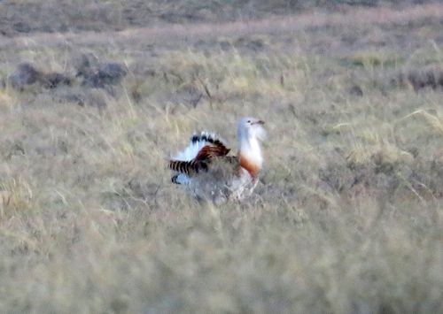 Тываныӊ ховар куштары – чараш тогдук биле бөдүүн тогдук.
