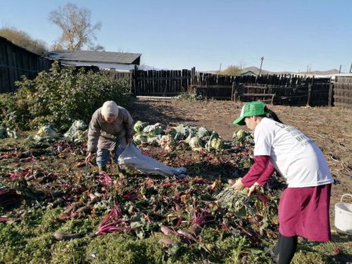 “СОЦИАЛ КАРТОФЕЛЬ” ЧОГУМЧАЛЫЫН КӨРГҮСКЕН