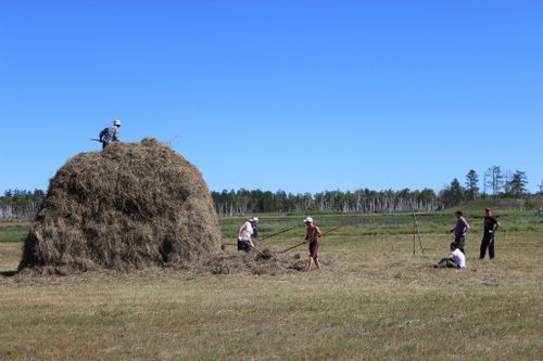 Бо чылын 259914 тонна сиген-ширбиилди белеткээр