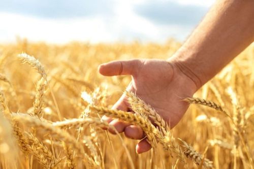 «Агромотиватор» – Көдээ ажыл-агый яамызының тускай шериг операциязының киржикчилеринге чаа грантызы